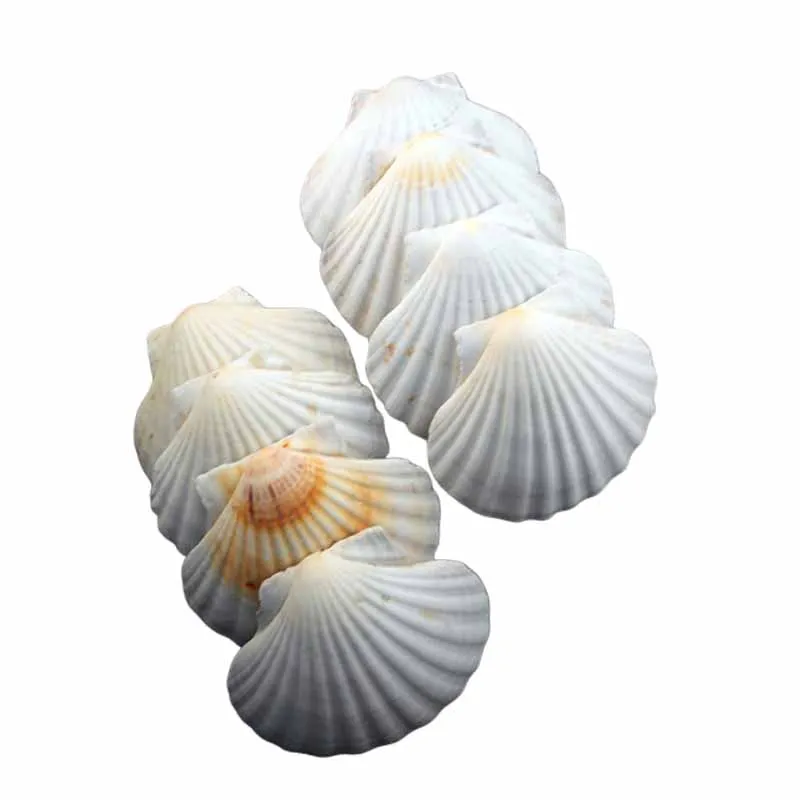 11Scallop Shell.jpg