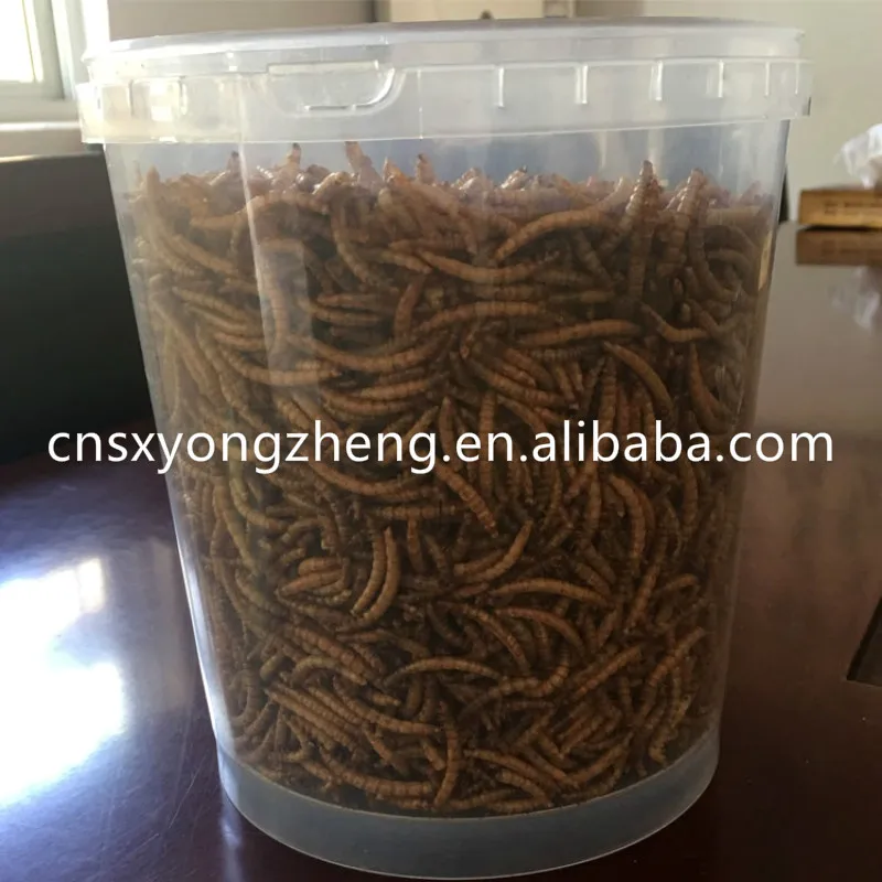 Quality-Dried-Mealworms-.jpg