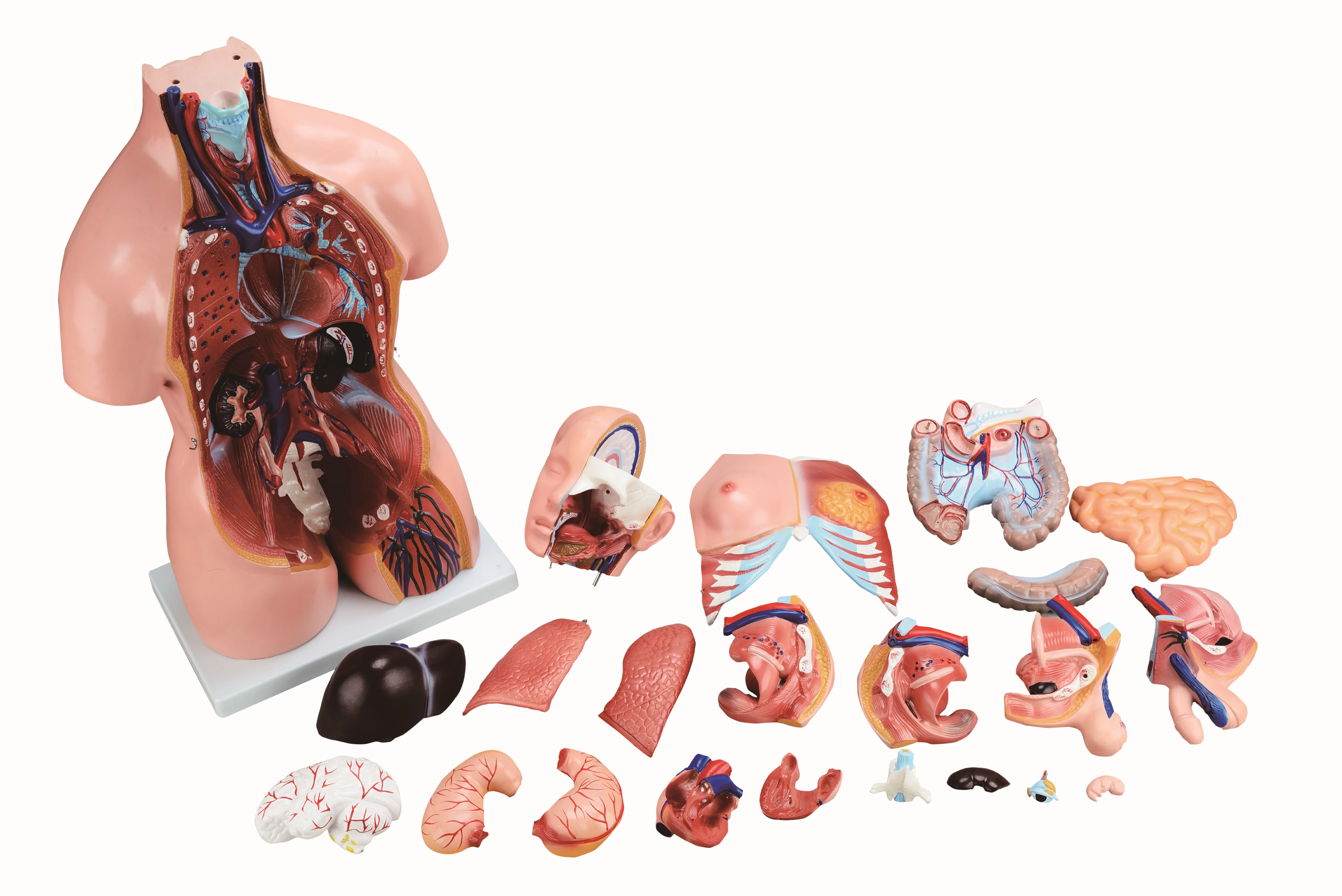 85cm Bisexual Torso 40 Parts,Human Anatomy Model - Buy Human Body 