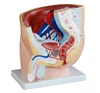 Human Male Urinary Bladder with Prostate Coronal section Model