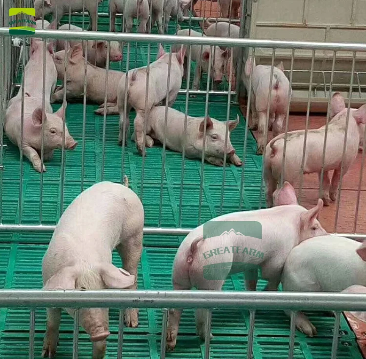 Полы для свиней