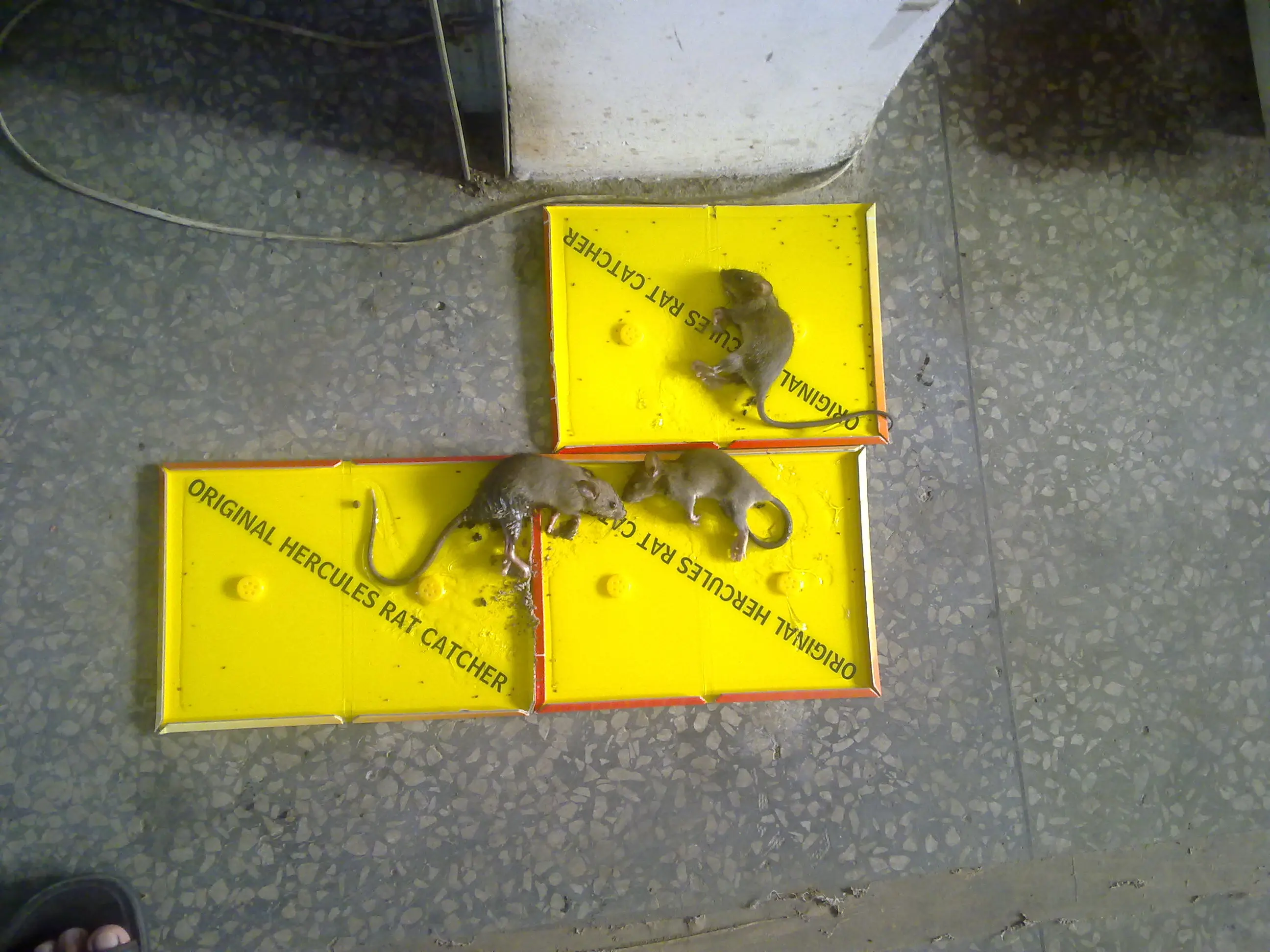 Bstw Pest Control Mouse Trap Mice Glue Board Rat Glueboards Buy Msds Glue Mousetrap Mouse Trap bstw-pest-control-mouse-trap-mice-glue-board-rat-glueboards-buy-msds-glue-mousetrap-mouse-trap