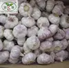 Normal white garlic