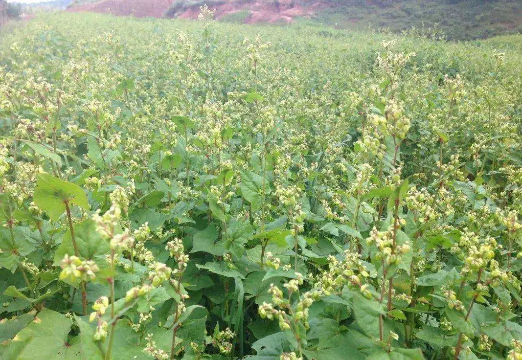 Fagopyrum Tataricum Gaertn Bitter Buckwheat Tea Drinks Usage 101