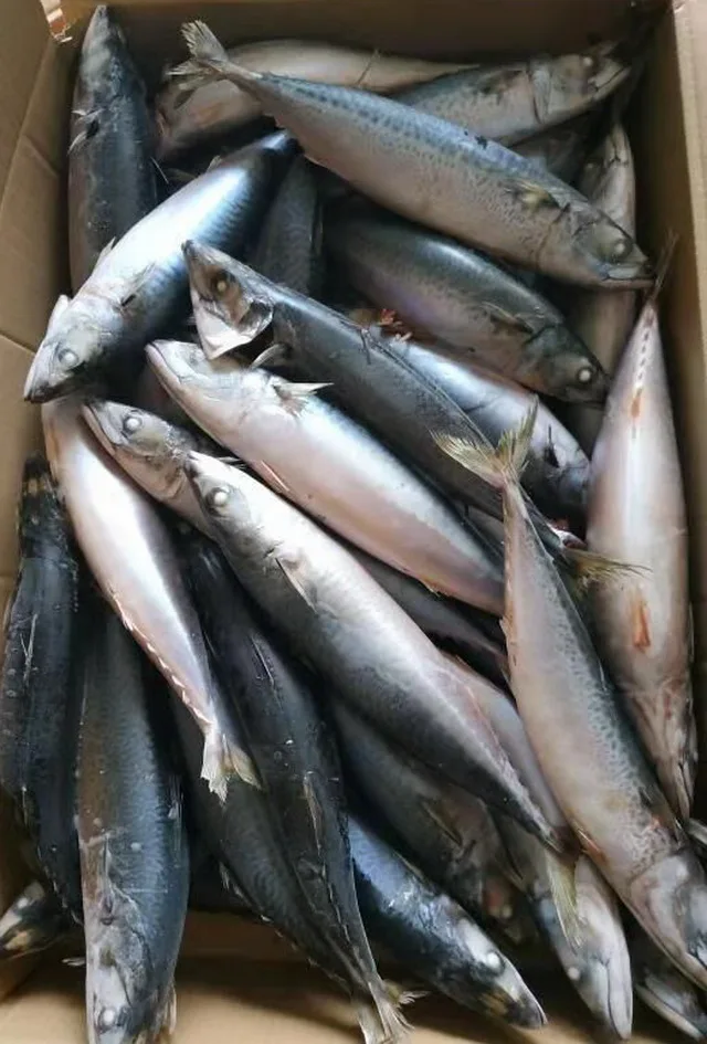 pacific mackerel (1)
