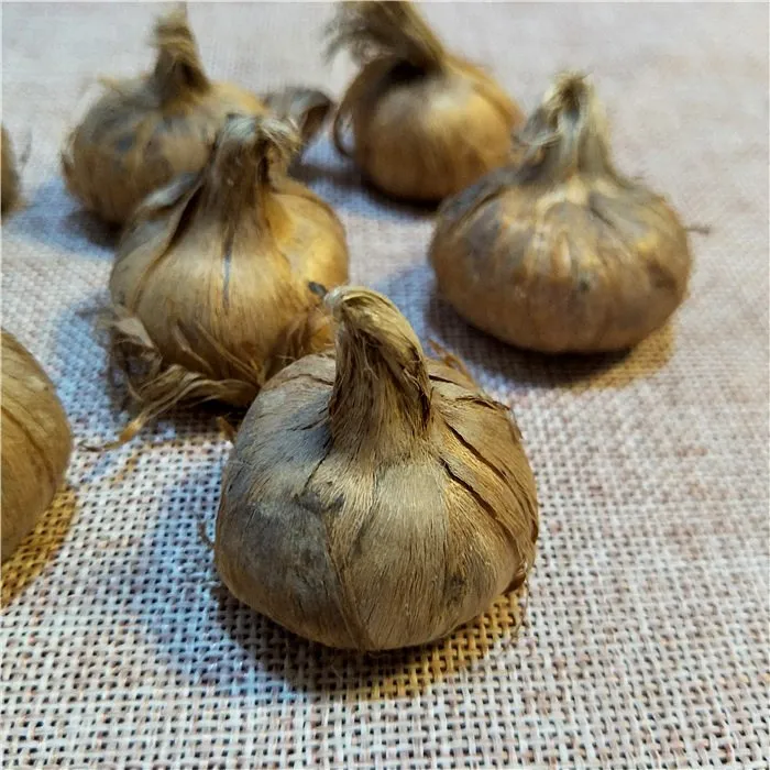 藏红花高发芽花种子天然番红花灯泡