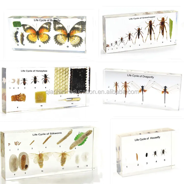 4pcs Centipede crecimiento personaje insectos ciclo de vida modelo educativo 