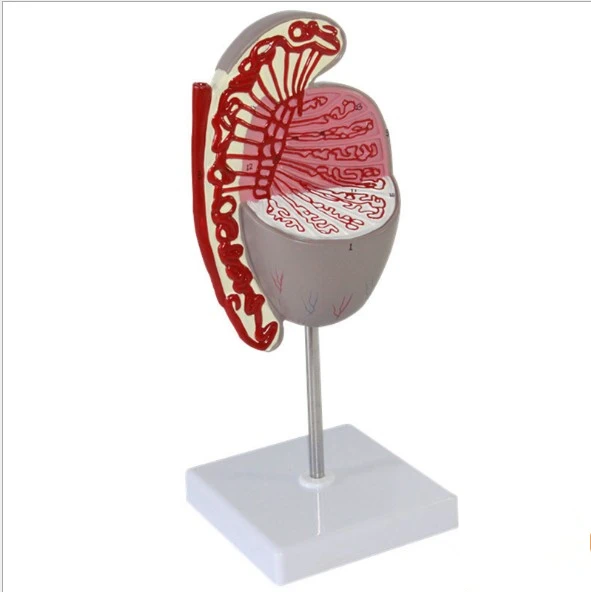 Testicle Anatomy Model Human Testis Model Buy Human Testis Model For