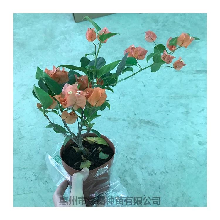 Beautiful Hot Sale Colorful Azalea Flower Natural Plant Bonsai Buy Azalea Flower Azalea Azalea Plant Product On Alibaba Com