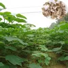 Pao tong Top quality F1 high yield royal empress tree seed/princess tree seeds