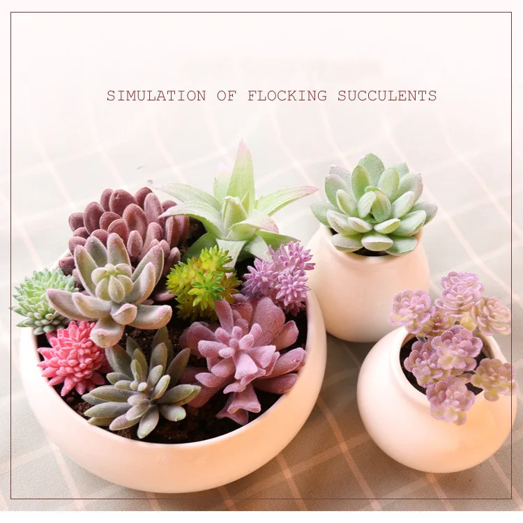 succulents (28).jpg