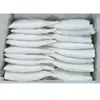 Giant loligo frozen squid tube U5, U8 price Illex poulp bumboldt whole round squid