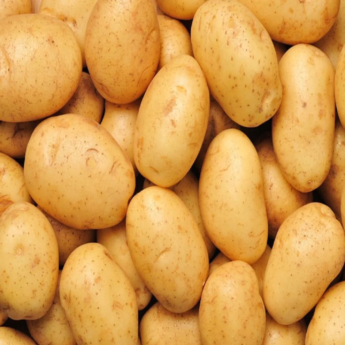 коломбо картофель характеристика фото