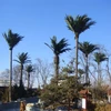 Leaves can be customized according to customer requirements optional artificial coconut tree outdoor beach decoration height