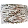 New arrived frozen todarodes squid