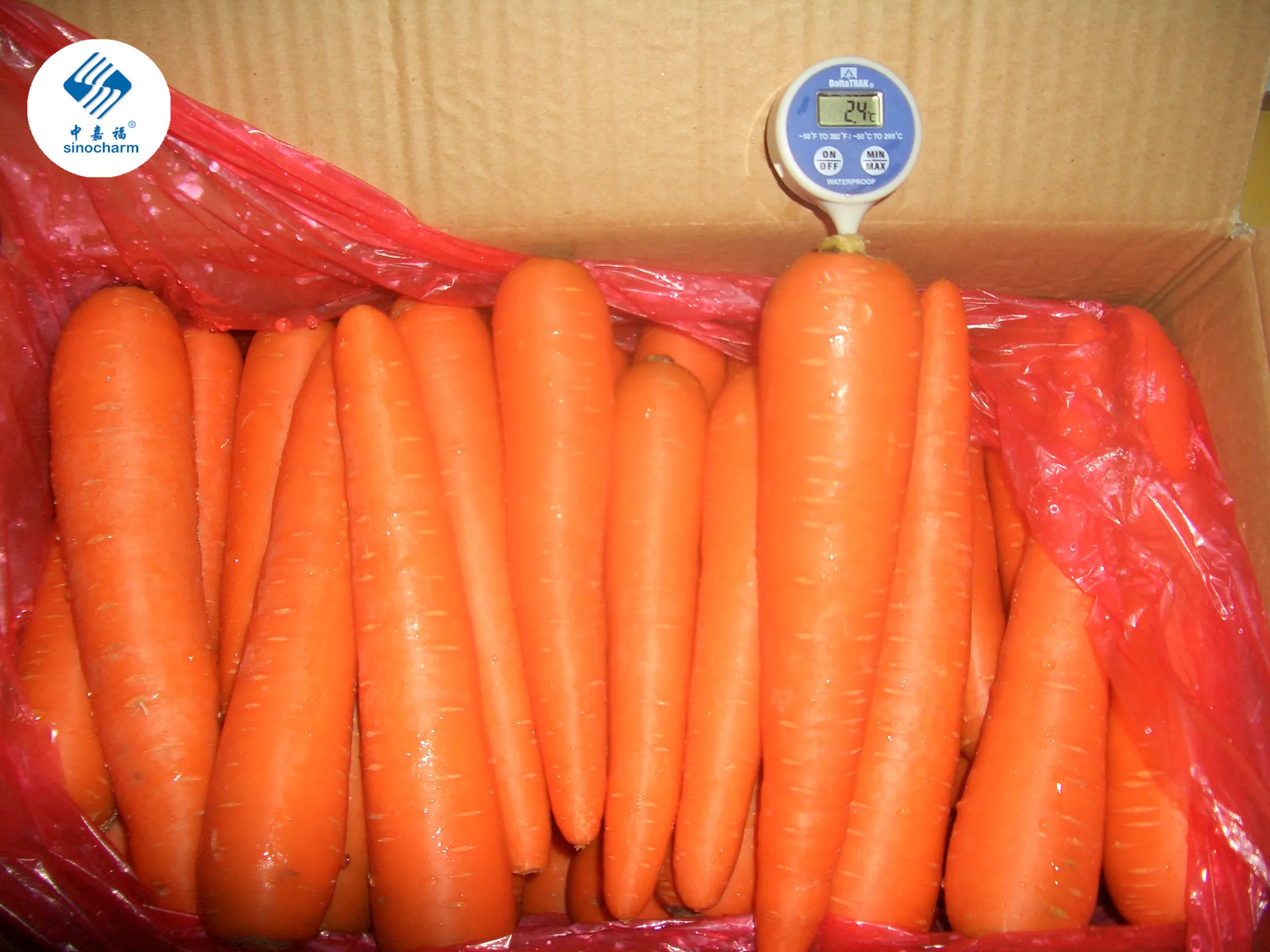 Fresh Carrot Buy Bulk Carrot,Fresh Carrot,Fresh Carrot Product on