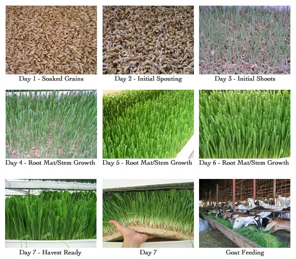 hydroponic grass 