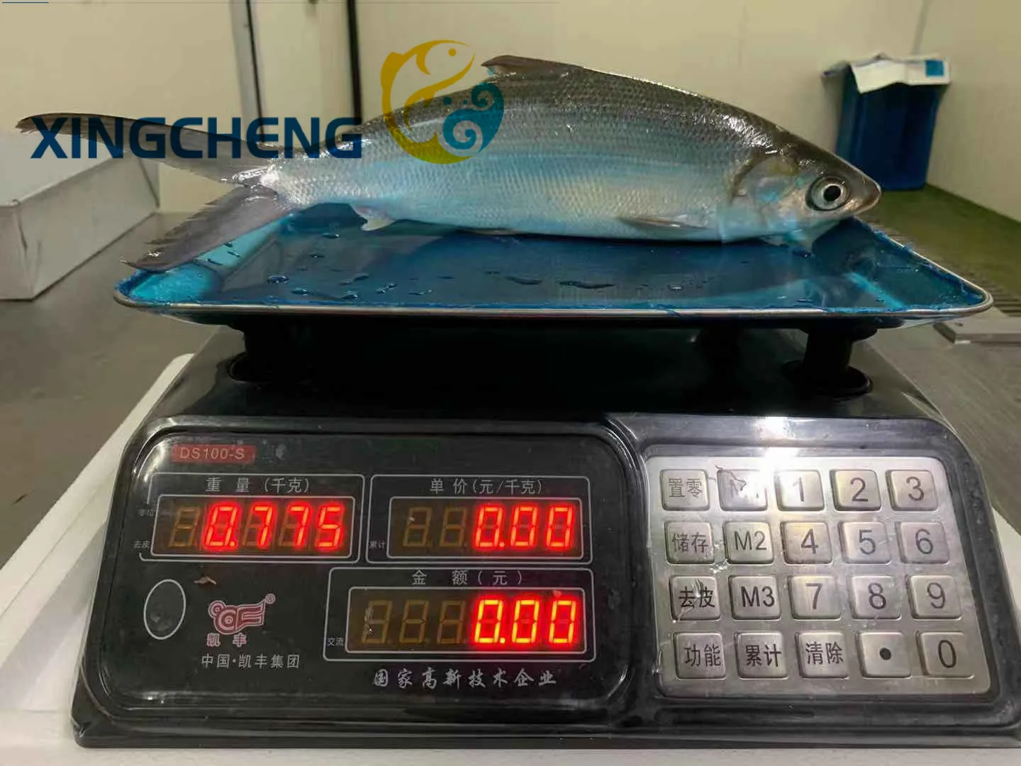 milkfishXingcheng (3).jpg