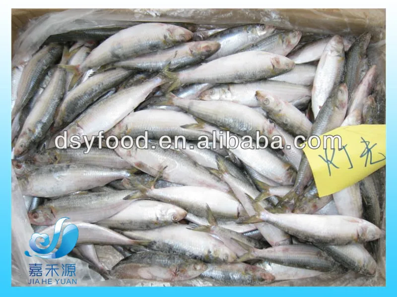 sardine4.jpg