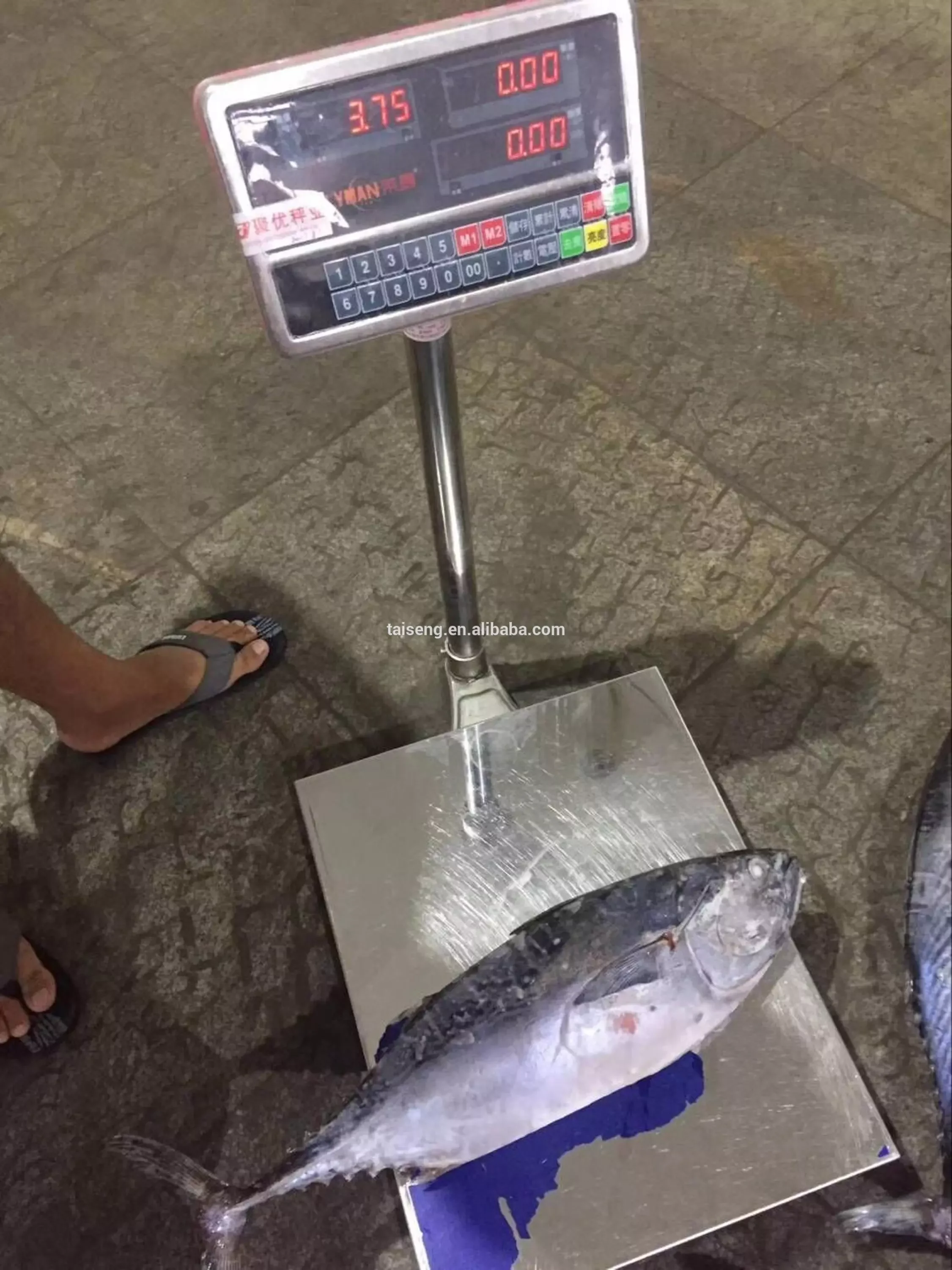bonito 4.jpg