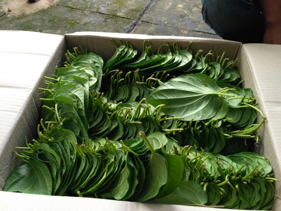 100 Fresh Betel Leaves Super Cheap Price With High Export Standard From Vietnam Best Seller
