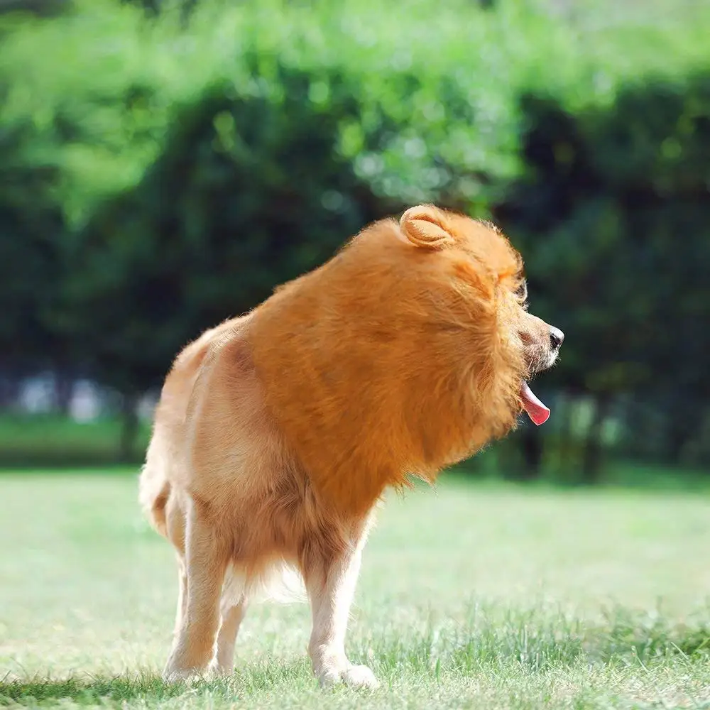 狮子的鬃毛假发为宠物狗花式服装完美的狮子帽子为宠物
