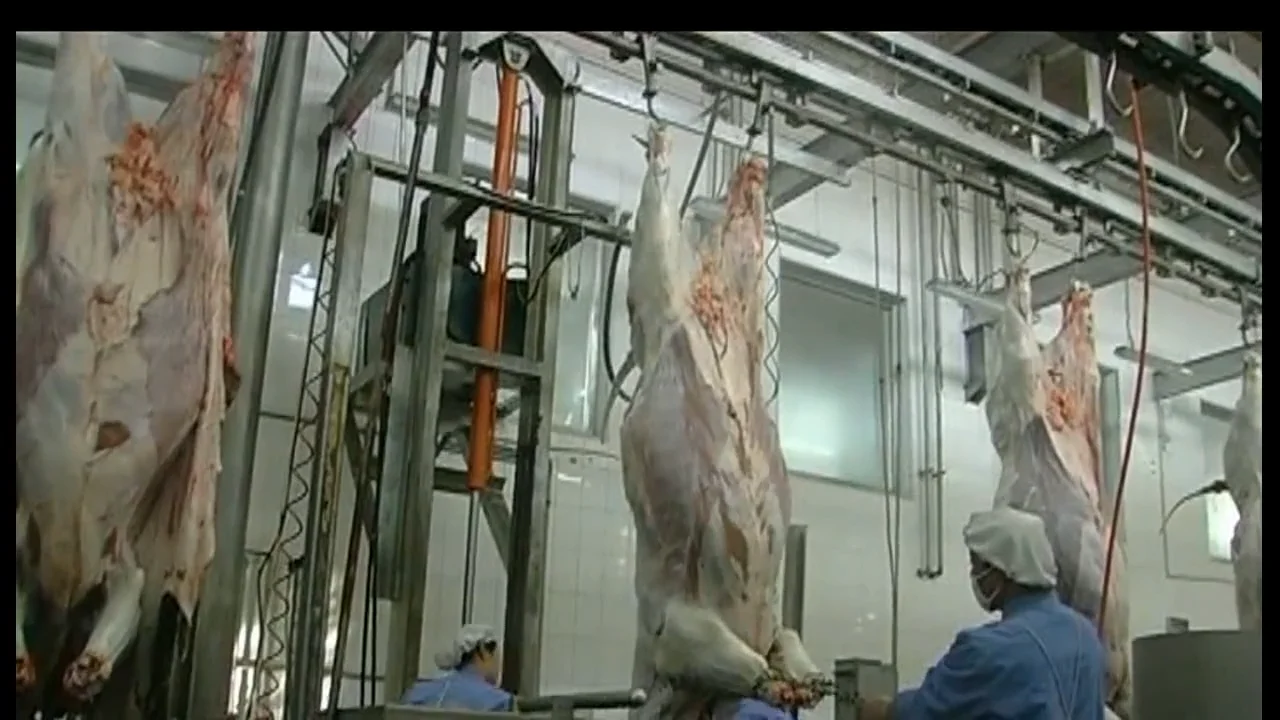 Buffalo Meat Processing Line For Halal Abattoir With Equipment Buy