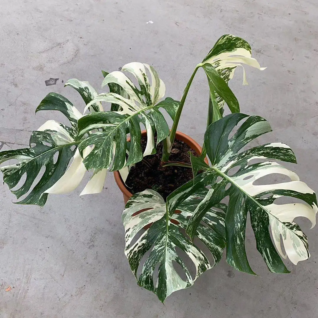 Monstera Deliciosa Albo Variegata Ornamental Plants