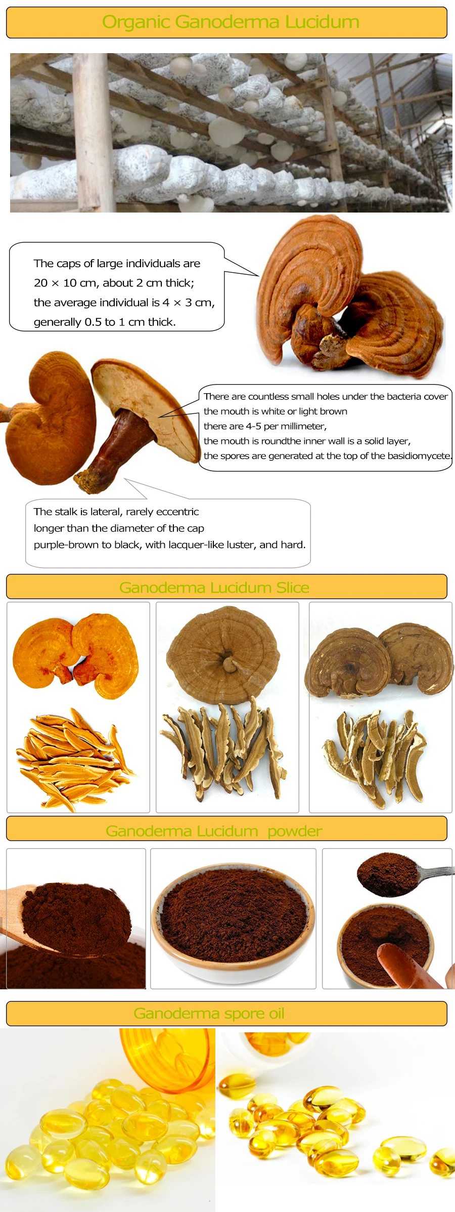 ganoderma description.jpg