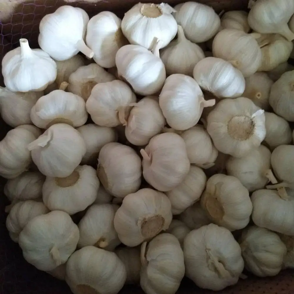 
Healthy Dehydrated 100% Natural Fresh Wholesale fresh garlic suppliers 