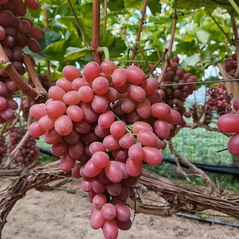 Fresh Red Globe Grapes Chinese Red Grapes Red Globe Grape Buy High