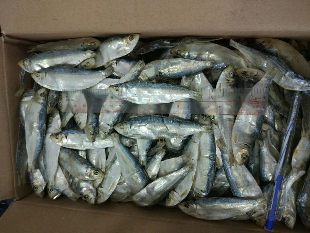 Dried Big Eye Herring From Vietnamese Factory 2022 Best Price For You