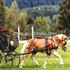 /product-detail/nice-quality-pvc-horse-harness-for-single-horse-carriage-60109055744.html