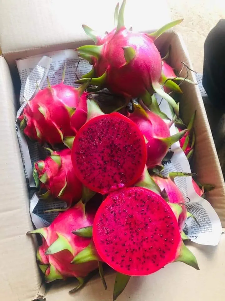 Red Dragon Fruit High Quality Brand Wholesaler Supplier For Export Cheap Price Low Moq Hot