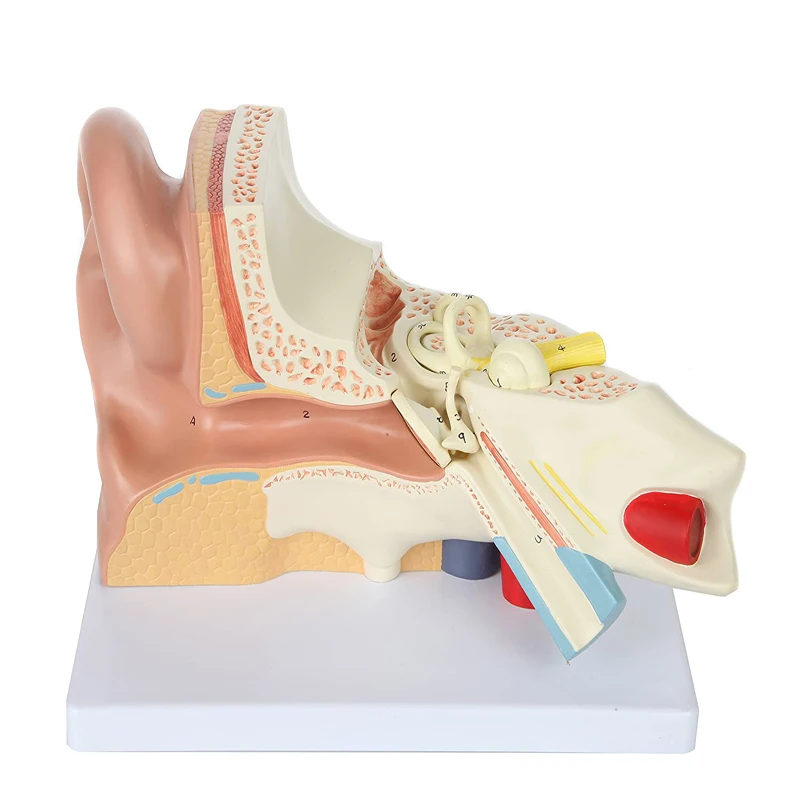 Human Giant Anatomical Ear Model 4 Parts For Medical Education