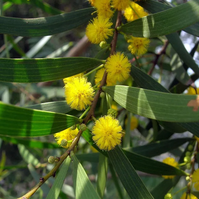 相思樹、アカシアコンフサ - 植物/観葉植物