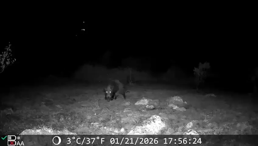 Buyer video thumbnail: night vision footage