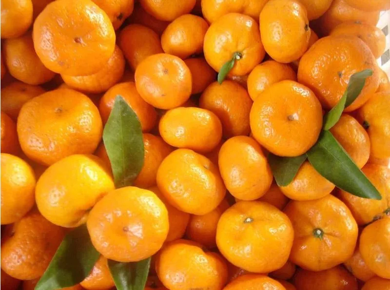 Fresh Mandarin 18.jpg