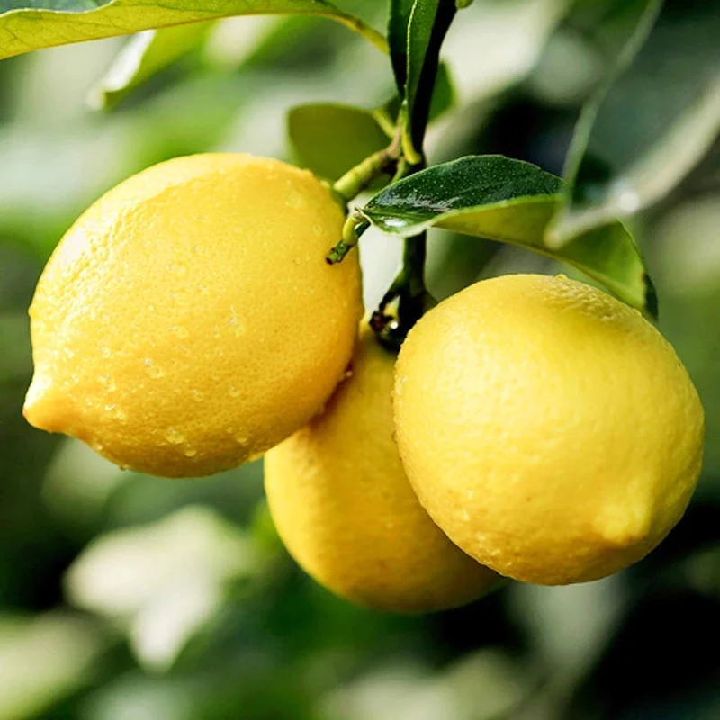 Yellow Lemons2 (6).PNG