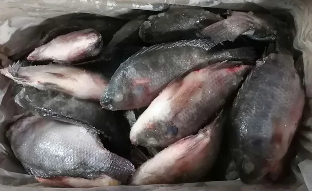 Frozen Tilapia Factory, Tilapia Fish Farm, Tilapia 200-300g