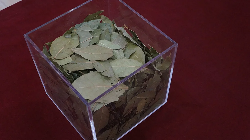 Bay leaves.JPG