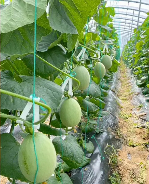 Greenhouse Plastic Plant Cradle Melon Watermelon Tomato Hook Stalk ...