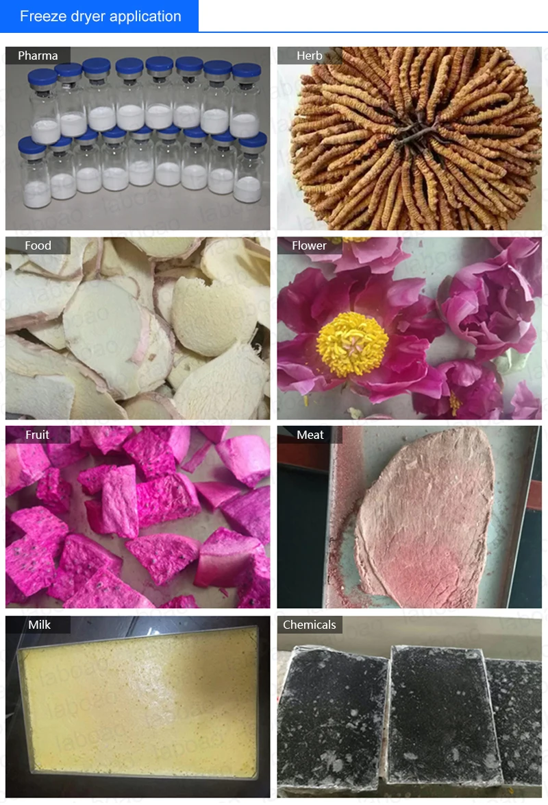 Lyophilizer freeze drying machine for pharmaceutical freeze dryer china for herbal