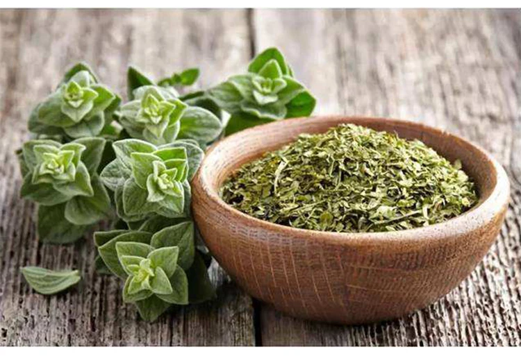 Essential oil oregano powder improve immunity in livestock