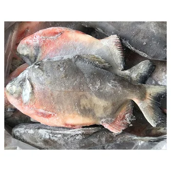pacu fish for sale