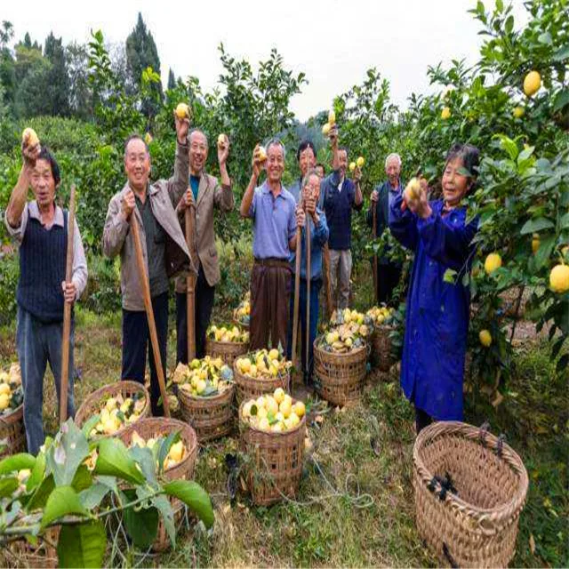 FRESH SEEDLESS LIME / CITRUS FRUITS FROM VIETNAM WITH HIGH QUALITY