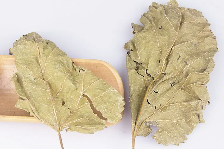 mulberry leaf 5.jpg