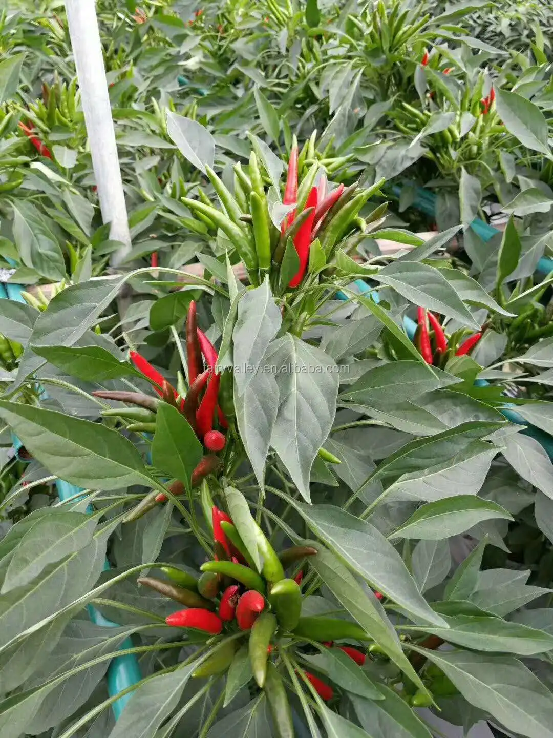 Hybrid F1 Red Cluster Pepper Chilli Seeds Vegetable Seeds For Growing Sky King Star No 2 View Chilli Seeds Fairyvalley Product Details From Shanghai Fairy Valley Industrial Co Ltd On Alibaba Com