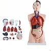 High quality anatomy model of human torso,19 Parts Organ Structure Model for School Medical Education
