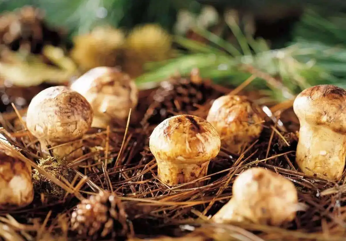 B.c.i Agaricus Blazei Murill Extract Fresh Matsutake Mushroom